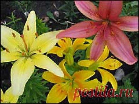 Деление и пересадка лилий. Все о цветах на этом сайте.