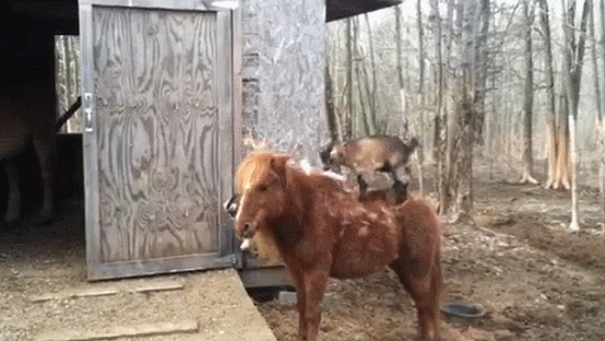 А ну, красавица, поехали кататься !