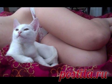 Best Jokes With Cats. Selection Funny cats 2014 / Подборка лучших приколов с котами 2014