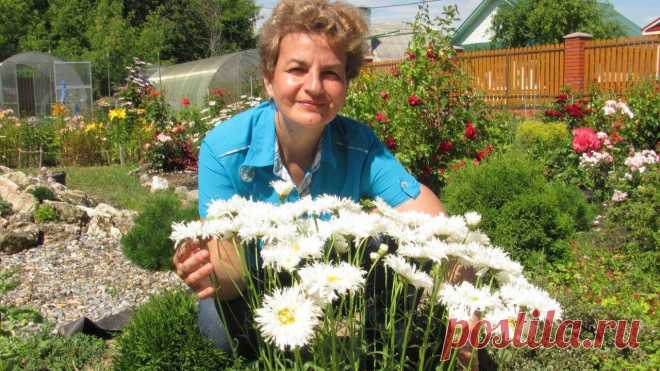 Ромашка аптечная выращивание на дачном участке — сад и огород Всё про чистку вещей, дома и офиса. Как почистить квартиру, машину, золото, серебро, дом, мех, зеркало и многое другое...