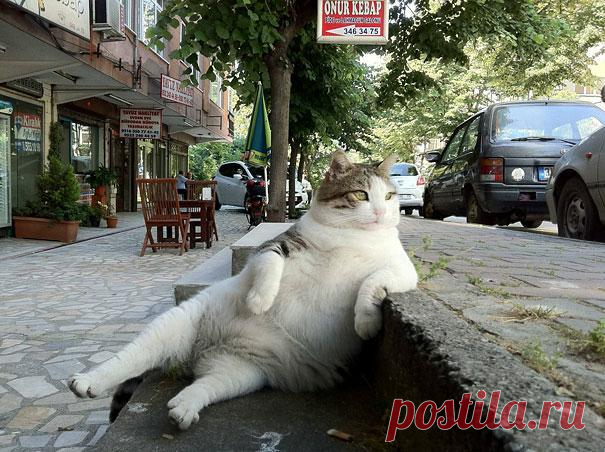 22 животных, которые забыли, что они животные