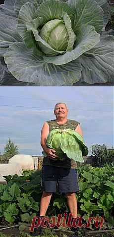 Вкусный Огород: Выращивание белокочанной капусты