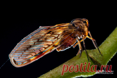 Planthopper (Derbidae) - DSC_7316 www.nickybay.com
