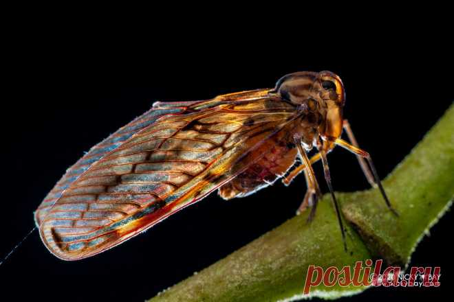 Planthopper (Derbidae) - DSC_7316 www.nickybay.com