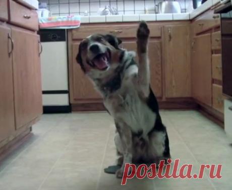 Очень умный песик / Питомцы