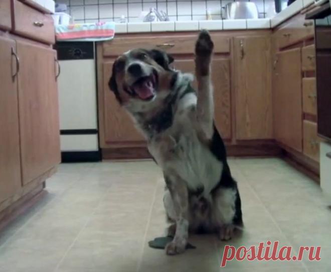 Очень умный песик / Питомцы