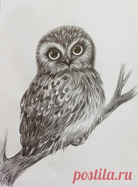 Совенок - рисуем простым карандашом. Поэтапный мастер-класс для желающих рисовать. | Рисуем вместе | Яндекс Дзен