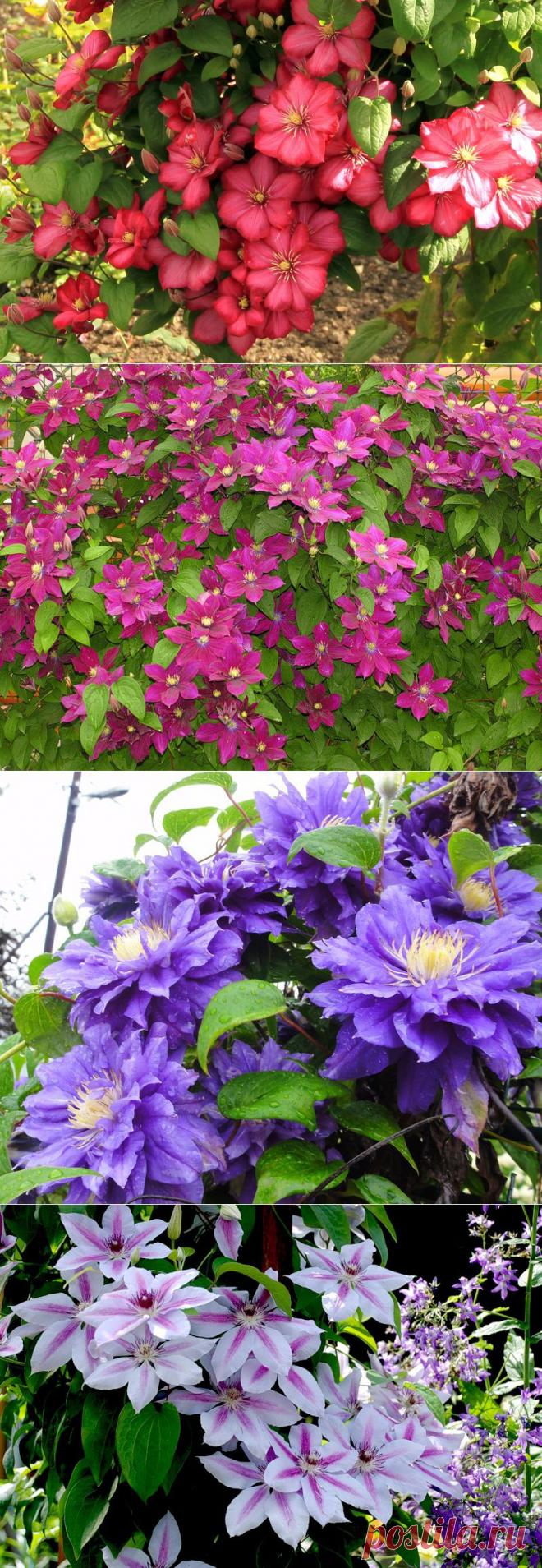 Клематисы. Советы по выращиванию и размножению