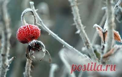 В Московском регионе в ночь на 16 ноября температура может опуститься до 8 градусов. В Гидрометцентре РФ напомнили, что в связи с ухудшением погодных условий в столичном регионе объявлен желтый уровень погодной опасности