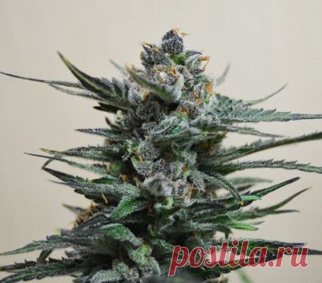 Blueberry Auto
Genetics: Blueberry x Ruderalis
Phenotype: Ruderalis 10 %, Sativa 10 %, Indica 80%     
The legendary «blue» Blueberry variety with a distinctive blue tint and powerful “Indian” comes now can grow in no time. Crossed it with carefully selected instances of Cannabis Ruderalis, we were able to achieve a stable autoflowering already in the third generation of hybridization. 
#Amsterdam_Seeds