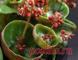 Природа не перестает удивлять разнообразием растений! Так что  смотрите и удивляйтесь! (30 фото)