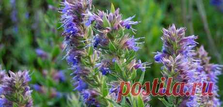 Трава иссоп: лечебные свойства, применение в медицине