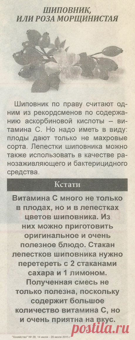 Шиповник или роза морщинистая