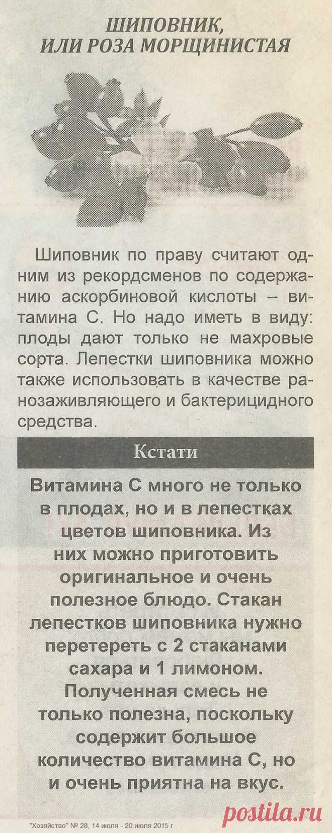Шиповник или роза морщинистая