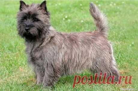 Самую красивую породу собак определили по принципу золотого сечения Самую красивую породу собак выбрали эксперты с использованием принципа золотого сечения – древнегреческого математического вычисления. На первом месте по этой методике оказался шотландский керн-терьер.Он возглавил ретинг с результатом 88,7% по шкале золотого сечения. Одним из самых...