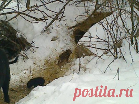 Ранний выводок кабанов засняли в нижегородском лесу!!!Уникальные снимки посчастливилось сделать сотруднику регионального министерства экологии  нижегородском лесу / Богатая добыча
