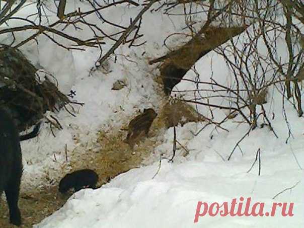 Ранний выводок кабанов засняли в нижегородском лесу!!!Уникальные снимки посчастливилось сделать сотруднику регионального министерства экологии  нижегородском лесу / Богатая добыча