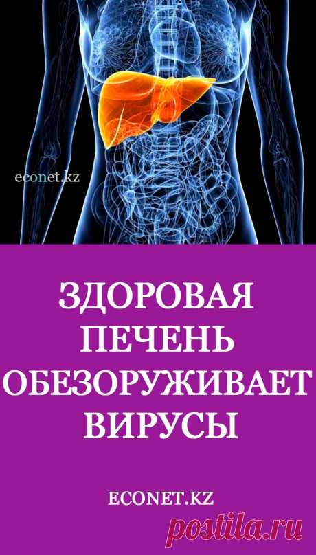 Здоровая печень обезоруживает вирусы

Есть внутренний орган – чемпион в борьбе с любой инфекцией. Это печень, настоящий форпост иммунитета. И от состояния печени будет зависеть сила иммунного ответа. Но этот нежный орган постоянно подвергается пагубному воздействию токсинов. Как почистить печень за три дня?