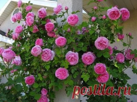 (73) Одноклассники