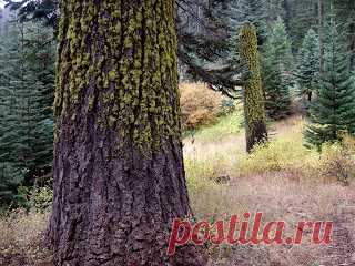 ЛЕЧЕНИЕ МХАМИ 

Вот уж какое богатство на Севере остаётся без заслуженного внимания, так это мхи. А ведь они могут помочь в борьбе со многими недугами. Мох СФАГНУМ (№1 в наших лесах) Сфагнум – это общее название дл…