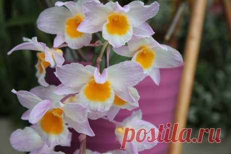 Дендробиум: фото, советы и рекомендации по уходу | flori-da.ru