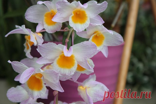 Дендробиум: фото, советы и рекомендации по уходу | flori-da.ru