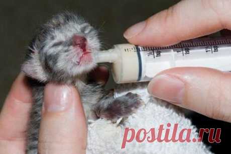 Как выкормить котят без кошки? Искусственное вскармливание котят