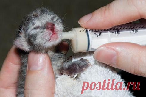 Как выкормить котят без кошки? Искусственное вскармливание котят