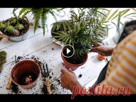 Посадка/пересадка комнатных растений. Состав почвы Посадка Пересадка растений в конце лета. Составление почвы. #посадкапересадкарастений...