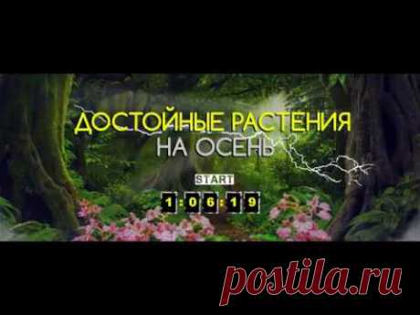 Саженцы ежевики: купить ежевику в Украине - цена кустов ремонантной и бесшипной садовой ежевики на сайте Agro-Market
