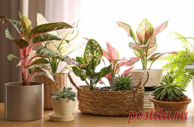 25+ эффектных растений в осенних оттенках для вашего дома — Ботаничка