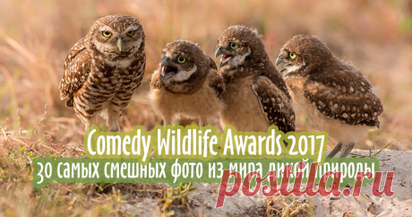 Comedy Wildlife Awards 2017: 30 самых смешных фото из мира дикой природы Comedy Wildlife Awards — это уникальная в своем роде премия, присуждаемая за самые смешные и неординардые кадры, сделанные в дикой природе. Конкурс был впервые проведен в качестве эксперимента в 2015 году: два фотографа из Танзании, Tom Sullam и Paul Joynson-Hicks, захотели организовать профессиональное состязание, которое было бы жизнеразостным, непретенциозным и важным для общества.