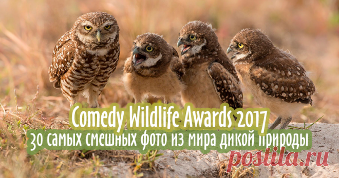 Comedy Wildlife Awards 2017: 30 самых смешных фото из мира дикой природы Comedy Wildlife Awards — это уникальная в своем роде премия, присуждаемая за самые смешные и неординардые кадры, сделанные в дикой природе. Конкурс был впервые проведен в качестве эксперимента в 2015 году: два фотографа из Танзании, Tom Sullam и Paul Joynson-Hicks, захотели организовать профессиональное состязание, которое было бы жизнеразостным, непретенциозным и важным для общества.