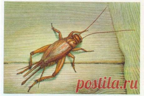 Если в жилище живет сверчок — Народные приметы