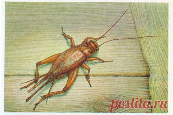 Если в жилище живет сверчок — Народные приметы