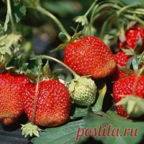КЛУБНИКЕ ПОМОГУТ ЧЕСНОК И ОДУВАНЧИКИ