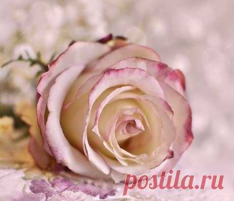 Не красота, не гордость и признание, И не наряды в людях хороши... А простота, порядочность и честность - Вот настоящие сокровища Души!