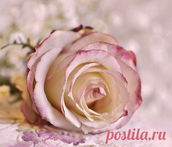 Не красота, не гордость и признание, И не наряды в людях хороши... А простота, порядочность и честность - Вот настоящие сокровища Души!