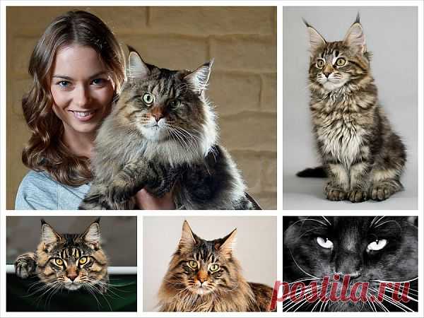 Порода кошек Мейн-кун и её история