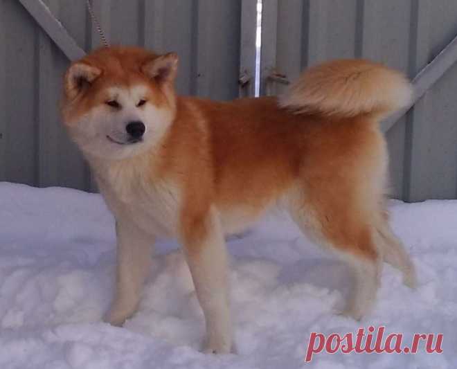 Подрощенный щенок (девочка) Акита Ину, продаётся.