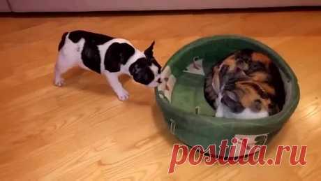 Какие успокоительные принимает этот кот?