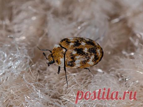 Ковровые кожееды в доме — чем вредны и как бороться с жуками? Фото — Ботаничка.ru
