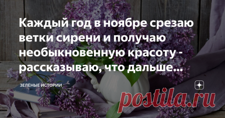 Каждый год в ноябре срезаю ветки сирени и получаю необыкновенную красоту - рассказываю, что дальше делаю Как получить цветение сирени зимой - описание процесса выгонки