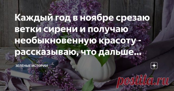 Каждый год в ноябре срезаю ветки сирени и получаю необыкновенную красоту - рассказываю, что дальше делаю Как получить цветение сирени зимой - описание процесса выгонки