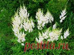 Таволга вязолистная - Диеты, Здоровье, Красота - Сборник - Познавательный Интернет-журнал "Умеха - мир самоделок"