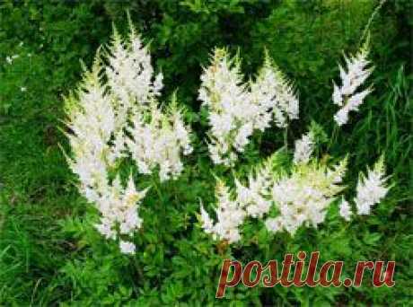 Таволга вязолистная - Диеты, Здоровье, Красота - Сборник - Познавательный Интернет-журнал &quot;Умеха - мир самоделок&quot;