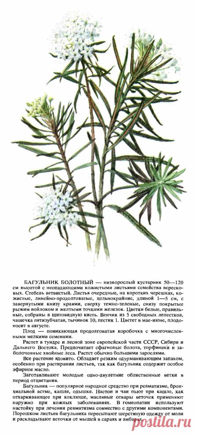 Багульник болотный