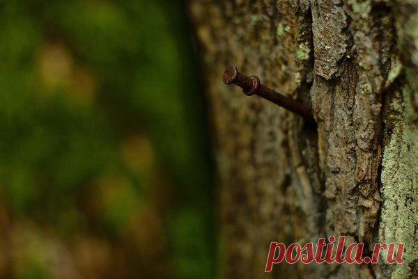 Для чего забивают гвозди в яблони, сливы и груши? 
Довольно часто от садоводов и дачников можно услышать, что они забивают ржавые гвозди в свои яблони, груши и сливы. Особенно, если дерево уже довольно старое и перестало нормально плодоносить.
Для че…