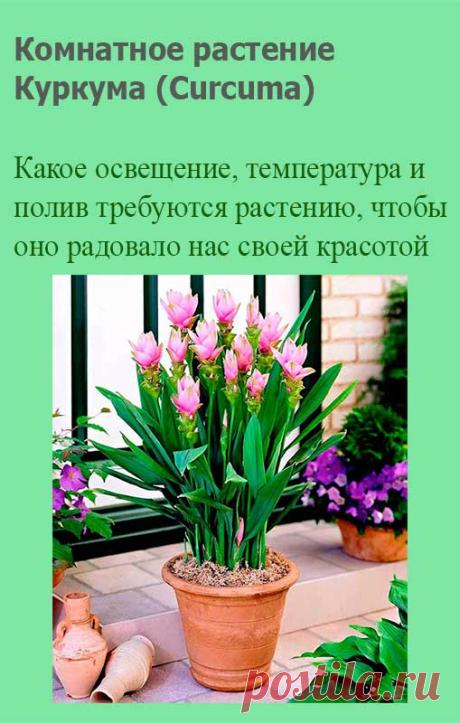Комнатное растение Куркума (Curcuma). Куркума используется для получения пряности, придающей блюдам желтый цвет и приятный аромат. Тем не менее, яркие крупные цветы куркумы могут украсить квартиру или офис. Родина растения - полуостров Индостан. Высота в комнатных условиях может достигать 1 м. Цветение начинается обычно летом.