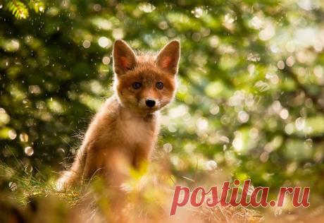 25 животных-малышей, над которыми умилялась сама природа / Surfingbird знает всё, что ты любишь